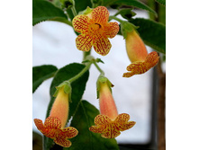 Sunny (����-����)