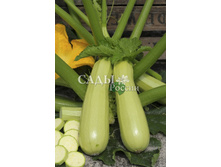 ������� ���� 33��� 10��