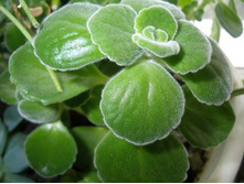 ����������� ���������+