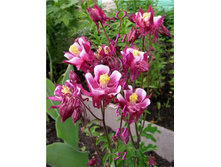 ��������� �����