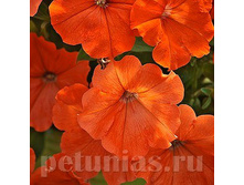 NEW ������� African Sunset ������� 80�