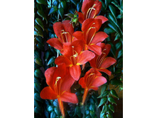 �������� "Arguta" (����-����)