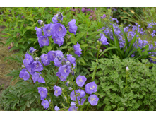 ����������� ��������������