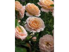 ��� ��������� 234���. (����� �������� ��� 4��.).jpg