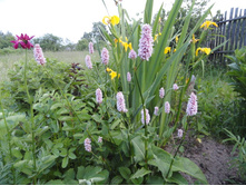 ����� �������