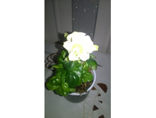 WP 20160313 14 31 42 Pro.jpg