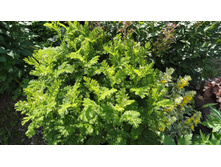 ����� ������