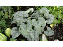 ������� ���� �����  DSC00583.JPG