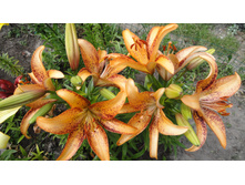 �������.