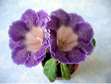 �������� ���������