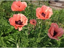 ��� ������� ����