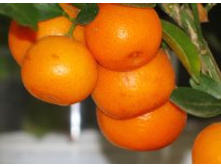 ��������� ����������