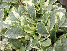 ������� ���������