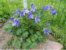 ��������� ����������� ����� ��� ��� ����