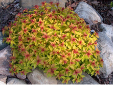 ����� ������ (����)*