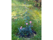 ���������: �������5