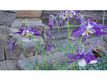 ��������� ���������������