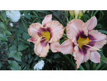 ������ �������