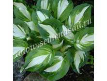 ����� ��������� ���������.jpg