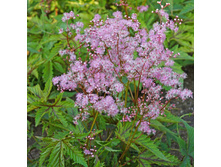 �������� ��� ��������