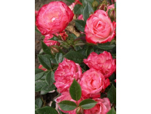 ���� ���� 234���. (����� �������� ��� 10��.).jpg