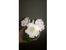 WP 20160320 20 40 27 Pro.jpg