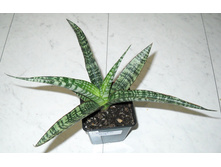 �������� Rock+