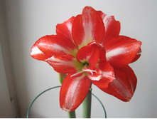 Exotic Peacock 2016 (home blooming)