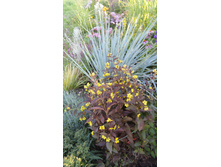 ��������� ��������� �����������