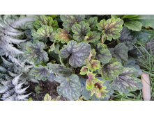 ������� ����� �����