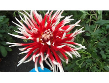 №35 ���������.jpg