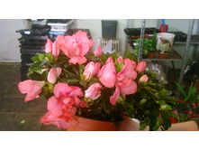 ������ ��������� ..... �� 300 ���.