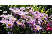 �������� �������