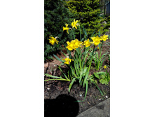 IMG 20160326 121610.jpg