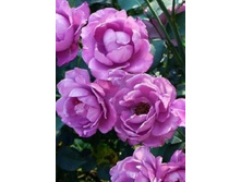 ����� ����� 234���. (����� �������� ��� 13��.).jpg