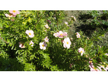 �������� �������