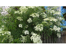 ������ ���������