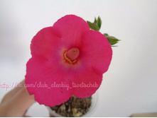 ������� 50 �. �� ������