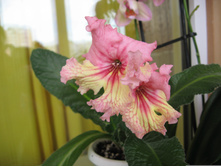 ������������� Lisica, 7047 (P.Kleszczynski)