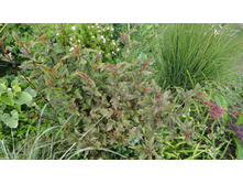 ������������� ��������