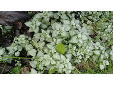 ������� ���� ����� (Wite Nancy)