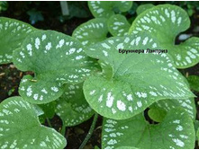 ������� ��������