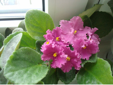 ������ �������� ���