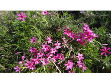 ����� ���������� ���������