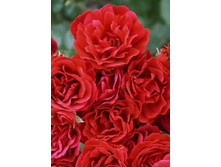 ������� 234���. (����� �������� ��� 5��.).jpg