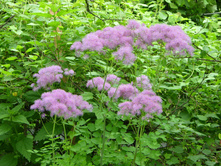 ����������� ����������������