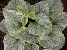 Brunnera King's Ransom. ������� ����� ������