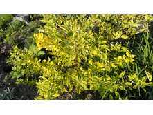 ������ �������