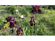 ���� �����-��������