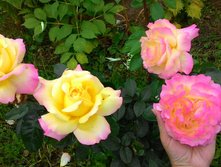 ���� ������ ���